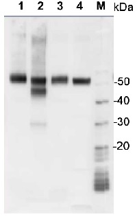 Rabbit anti-Chicken IgY (H&L), HRP conjugated in the group Secondary Antibodies / Anti-Chicken / HRP (horse radish peroxidase) at Agrisera AB (Antibodies for research) (AS10 1489)